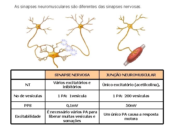 As sinapses neuromusculares são diferentes das sinapses nervosas. SINAPSE NERVOSA JUNÇÃO NEUROMUSCULAR NT Vários