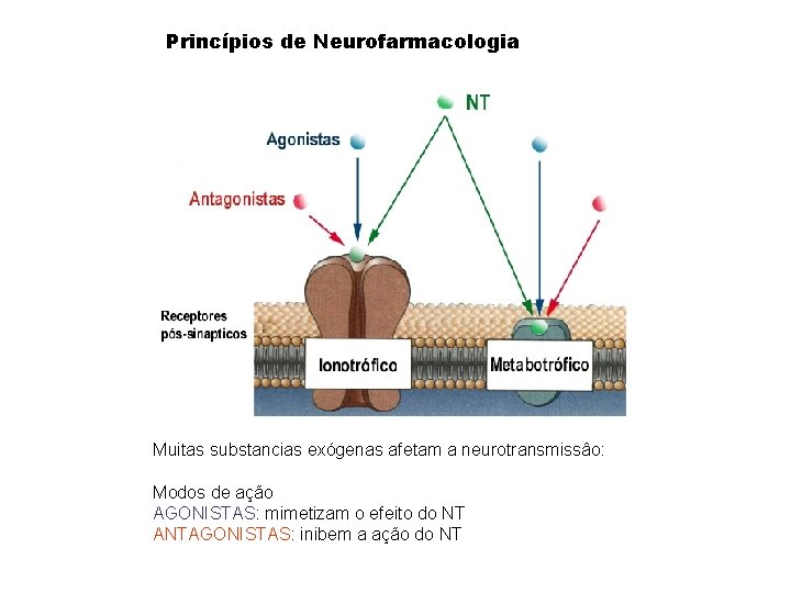 Princípios de Neurofarmacologia Muitas substancias exógenas afetam a neurotransmissâo: Modos de ação AGONISTAS: mimetizam