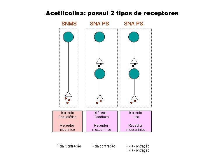 Acetilcolina: possui 2 tipos de receptores SNMS SNA PS Músculo Esquelético Músculo Cardíaco Músculo