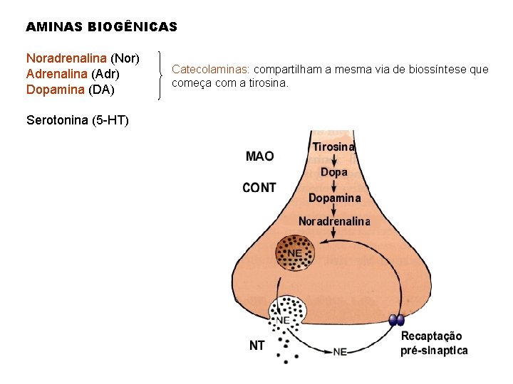 AMINAS BIOGÊNICAS Noradrenalina (Nor) Adrenalina (Adr) Dopamina (DA) Serotonina (5 -HT) Catecolaminas: compartilham a