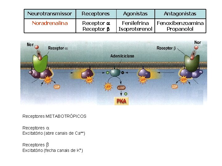Neurotransmissor Receptores Noradrenalina Receptores METABOTRÓPICOS Receptores Excitatório (abre canais de Ca++) Receptores Excitatório (fecha