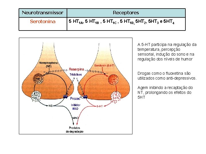 Neurotransmissor Serotonina Receptores 5 HT 1 A, 5 HT 1 B , 5 HT