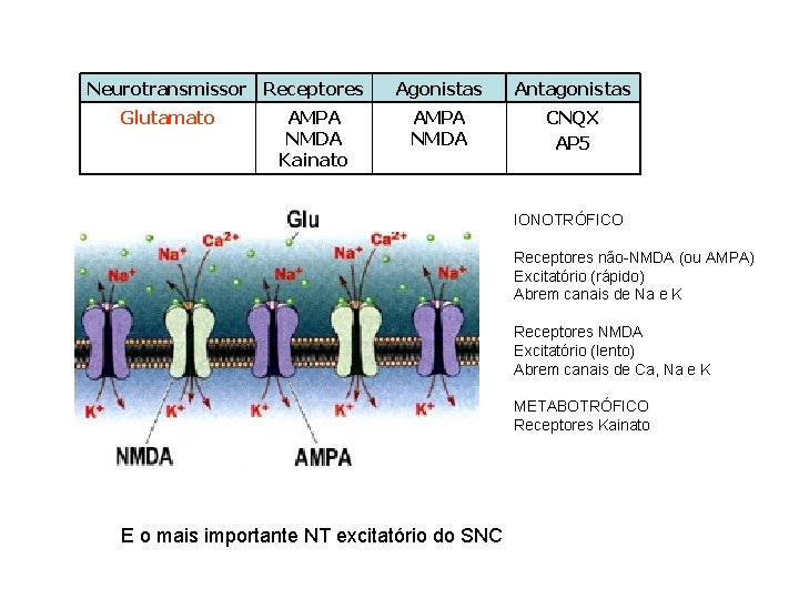 Neurotransmissor Receptores Glutamato AMPA NMDA Kainato Agonistas Antagonistas AMPA NMDA CNQX AP 5 IONOTRÓFICO