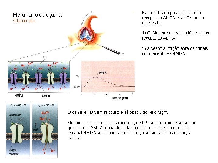 Mecanismo de ação do Glutamato Na membrana pós-sináptica há receptores AMPA e NMDA para