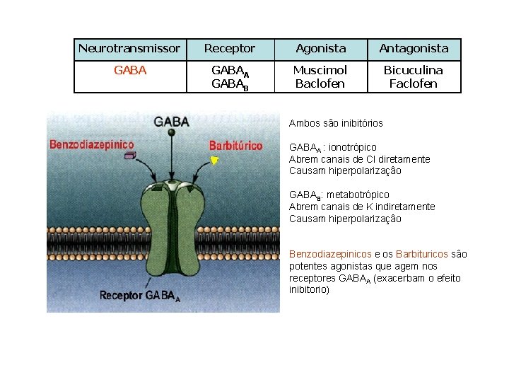 Neurotransmissor Receptor Agonista Antagonista GABAA GABAB Muscimol Baclofen Bicuculina Faclofen Ambos são inibitórios GABAA