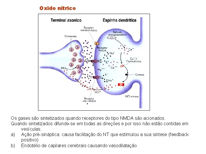 Oxido nítrico Os gases são sintetizados quando receptores do tipo NMDA são acionados. Quando