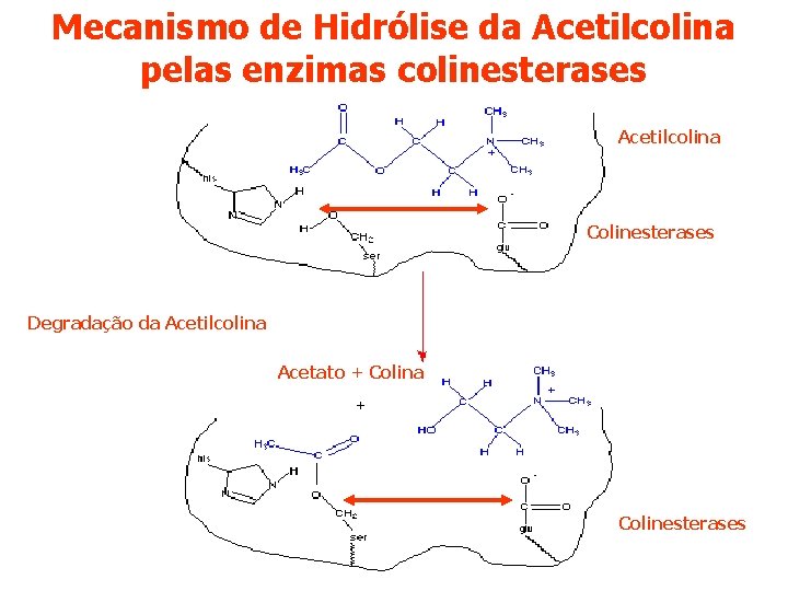 Mecanismo de Hidrólise da Acetilcolina pelas enzimas colinesterases Acetilcolina Colinesterases Degradação da Acetilcolina Acetato