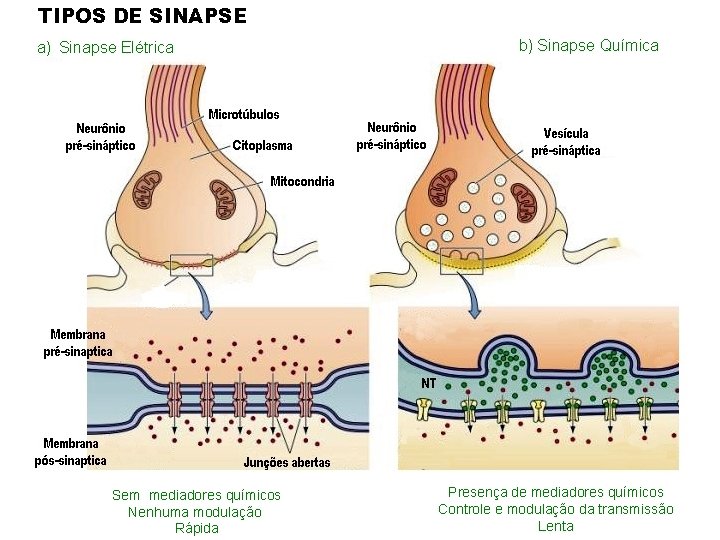 TIPOS DE SINAPSE a) Sinapse Elétrica Sem mediadores químicos Nenhuma modulação Rápida b) Sinapse