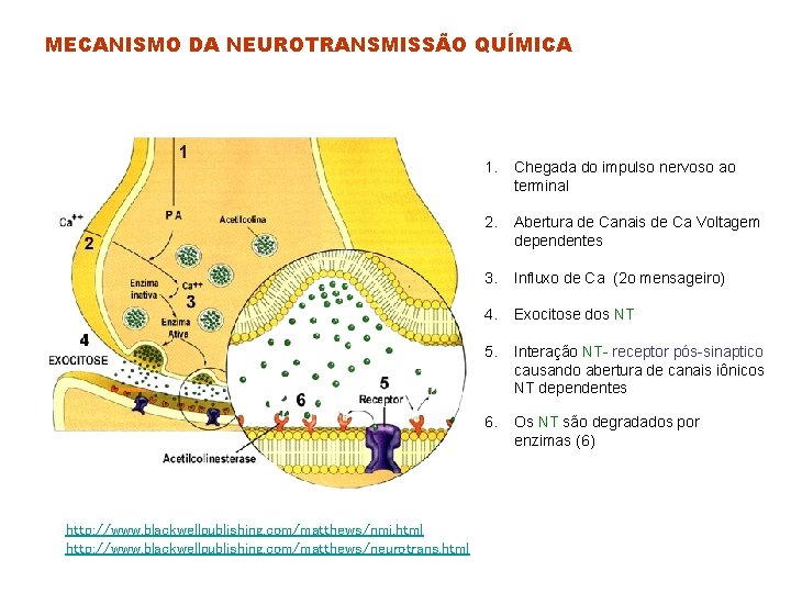 MECANISMO DA NEUROTRANSMISSÃO QUÍMICA http: //www. blackwellpublishing. com/matthews/nmj. html http: //www. blackwellpublishing. com/matthews/neurotrans. html