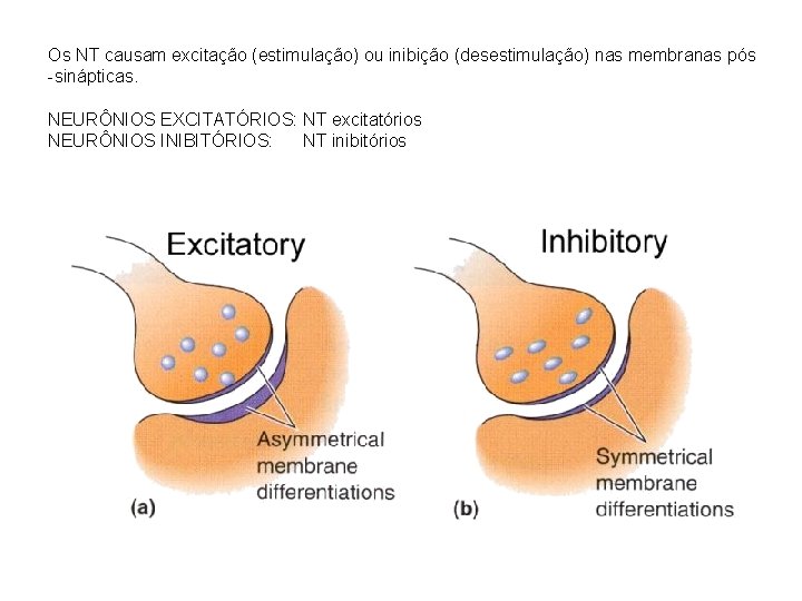 Os NT causam excitação (estimulação) ou inibição (desestimulação) nas membranas pós -sinápticas. NEURÔNIOS EXCITATÓRIOS: