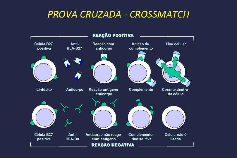 PROVA CRUZADA - CROSSMATCH 