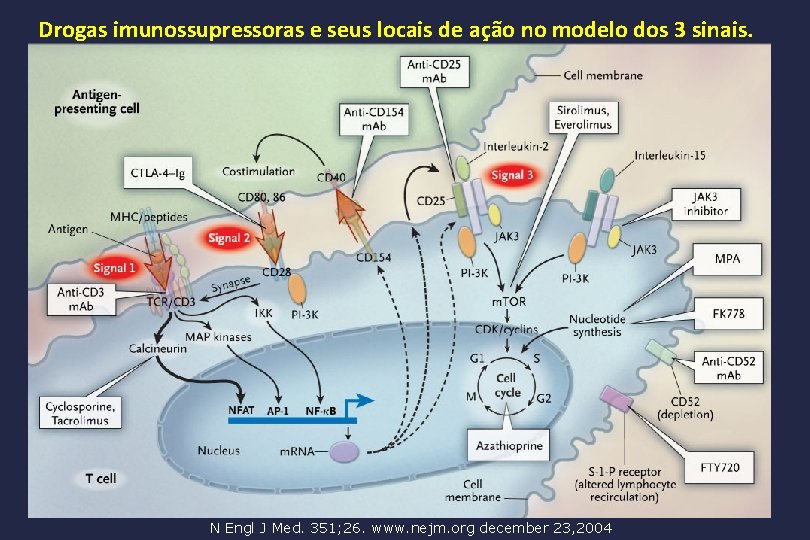 Drogas imunossupressoras e seus locais de ação no modelo dos 3 sinais. N Engl