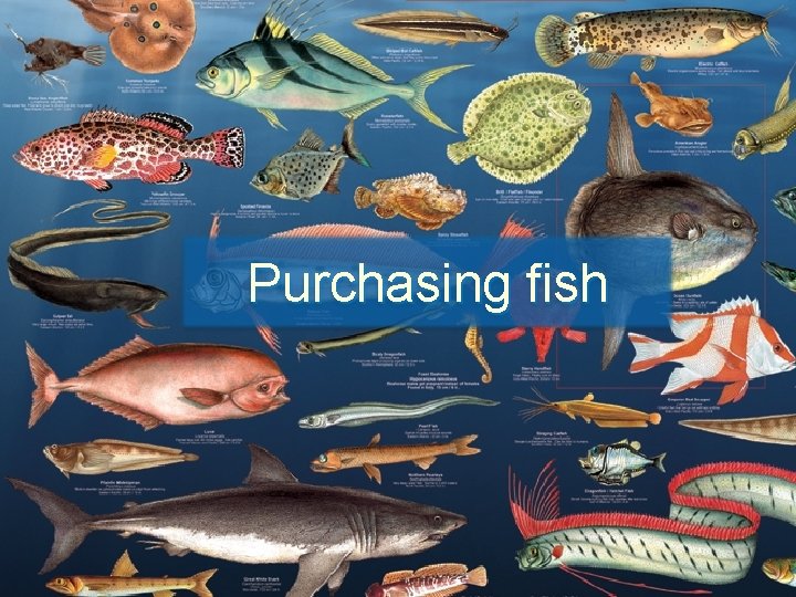 Purchasing fish 