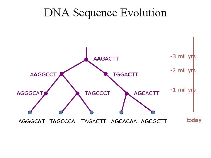 DNA Sequence Evolution -3 mil yrs AAGACTT AAGGCCT AGGGCAT TAGCCCA TGGACTT TAGCCCT AGCACTT TAGACTT