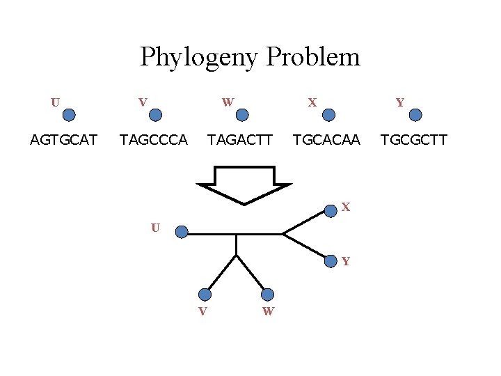 Phylogeny Problem U AGTGCAT V W TAGCCCA X TAGACTT Y TGCACAA X U Y