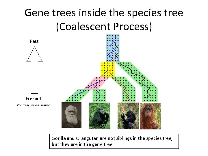 Gene trees inside the species tree (Coalescent Process) Past Present Courtesy James Degnan Gorilla