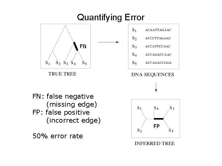 Quantifying Error FN FN: false negative (missing edge) FP: false positive (incorrect edge) 50%