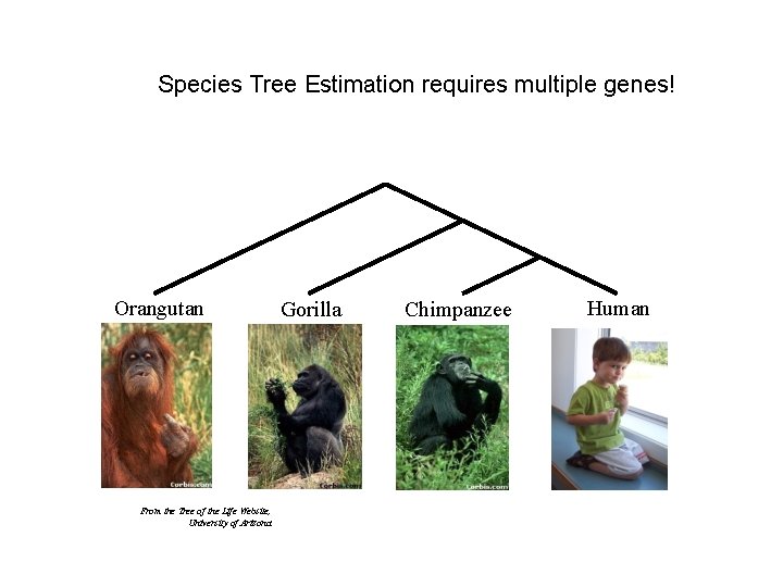 Species Tree Estimation requires multiple genes! Orangutan From the Tree of the Life Website,