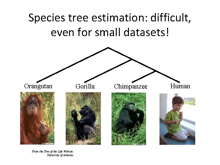 Species tree estimation: difficult, even for small datasets! Orangutan From the Tree of the