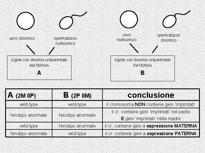 uovo disomico spermatozoo nullisomico uovo nullisomico spermatozoo disomico zigote con disomia uniparentale MATERNA zigote