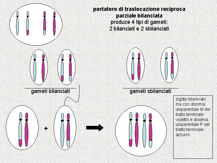 portatore di traslocazione reciproca parziale bilanciata produce 4 tipi di gameti: 2 bilanciati e