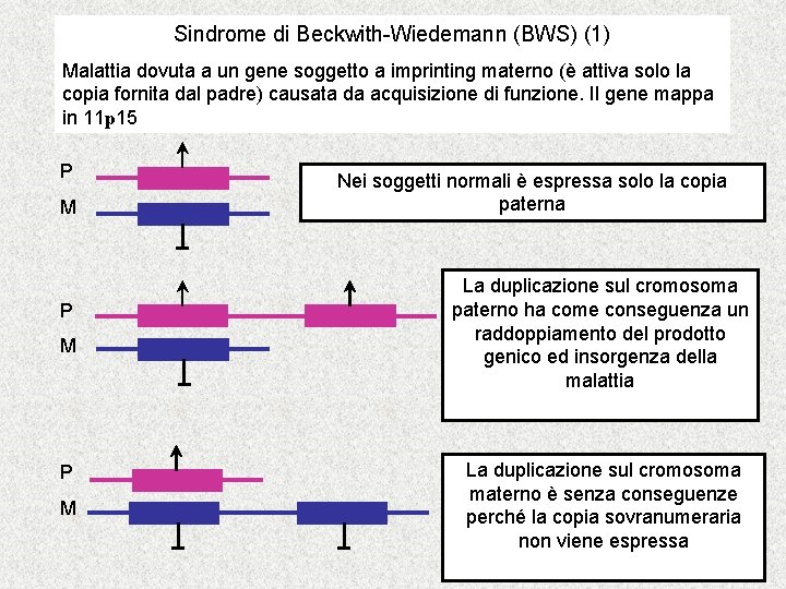 Sindrome di Beckwith-Wiedemann (BWS) (1) Malattia dovuta a un gene soggetto a imprinting materno