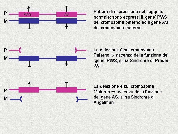 P M P M PWS AS Pattern di espressione nel soggetto normale: sono espressi