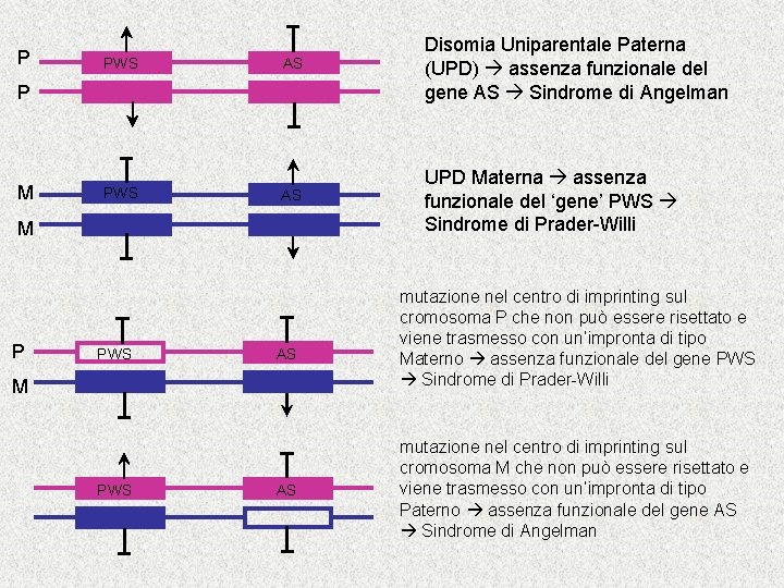 P PWS AS Disomia Uniparentale Paterna (UPD) assenza funzionale del gene AS Sindrome di