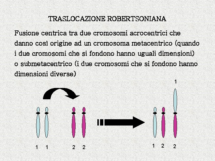 TRASLOCAZIONE ROBERTSONIANA Fusione centrica tra due cromosomi acrocentrici che danno così origine ad un