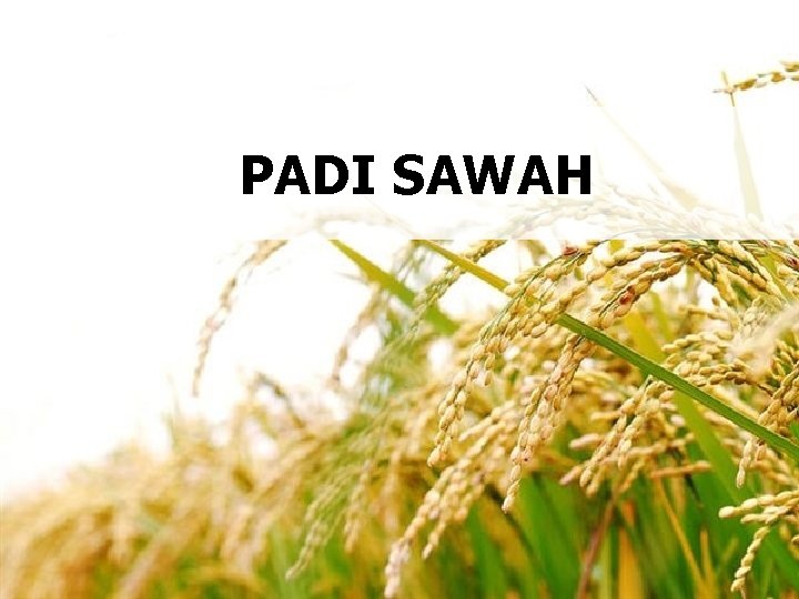 PADI SAWAH 