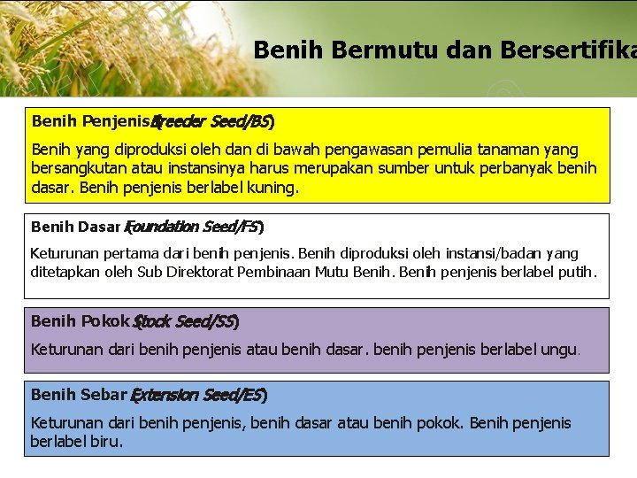 Benih Bermutu dan Bersertifika Benih Penjenis. Breeder ( Seed/BS) Benih yang diproduksi oleh dan