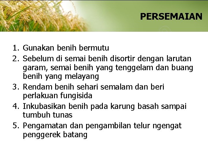 PERSEMAIAN 1. Gunakan benih bermutu 2. Sebelum di semai benih disortir dengan larutan garam,