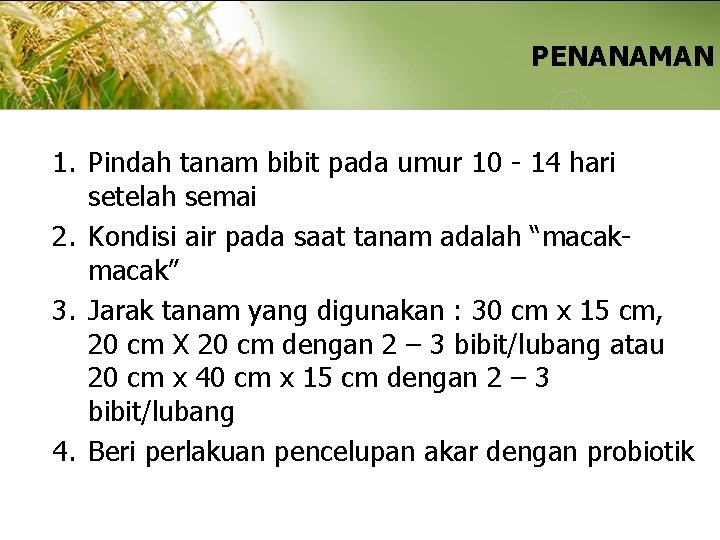 PENANAMAN 1. Pindah tanam bibit pada umur 10 - 14 hari setelah semai 2.