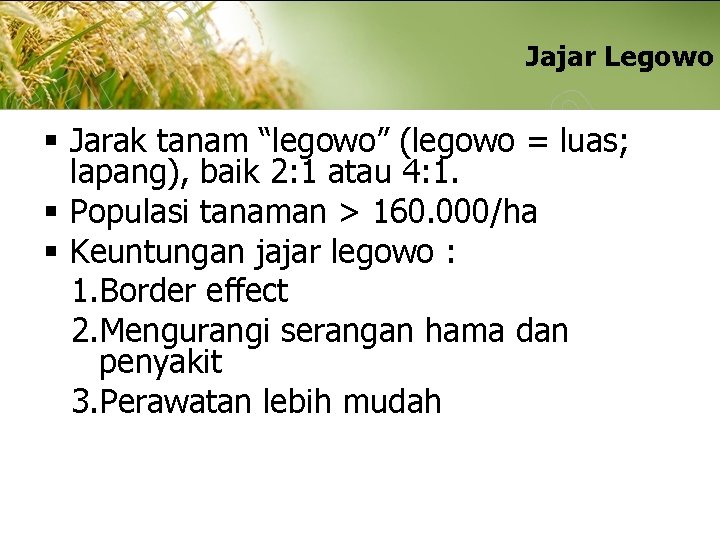 Jajar Legowo § Jarak tanam “legowo” (legowo = luas; lapang), baik 2: 1 atau