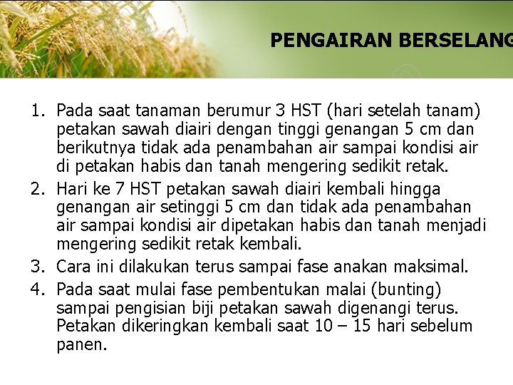 PENGAIRAN BERSELANG 1. Pada saat tanaman berumur 3 HST (hari setelah tanam) petakan sawah