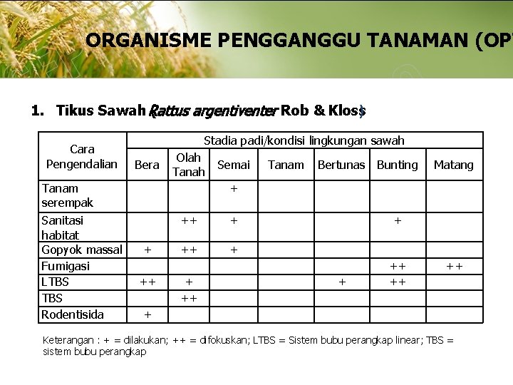 ORGANISME PENGGANGGU TANAMAN (OPT 1. Tikus Sawah Rattus ( argentiventer Rob & Kloss) Cara