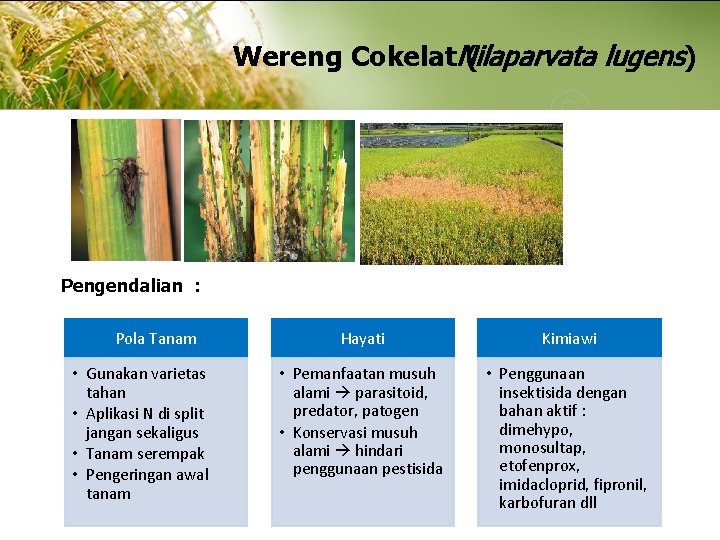 Wereng Cokelat. Nilaparvata ( lugens) Pengendalian : Pola Tanam • Gunakan varietas tahan •