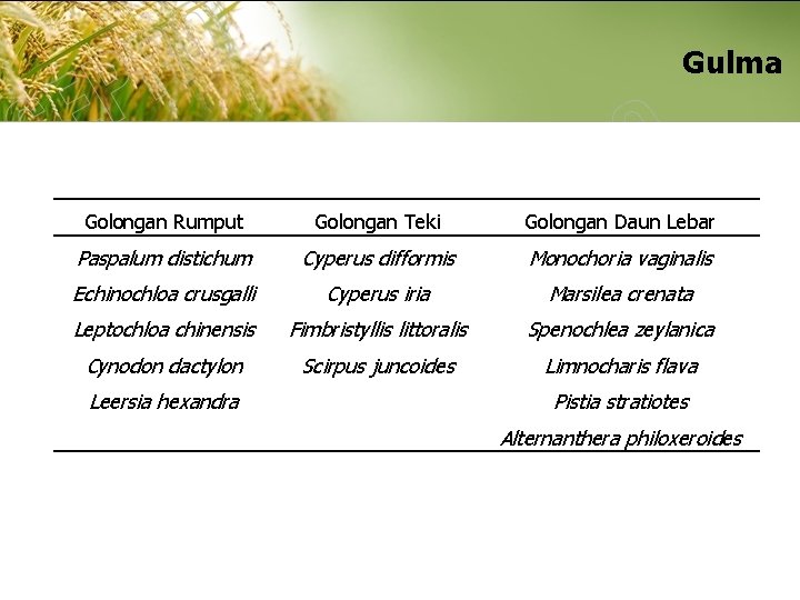 Gulma Golongan Rumput Golongan Teki Golongan Daun Lebar Paspalum distichum Cyperus difformis Monochoria vaginalis