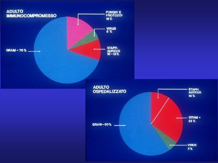 Schema a torte polmoniti in immunodepresso 