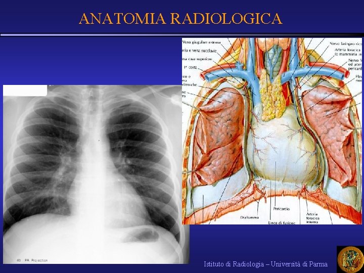 ANATOMIA RADIOLOGICA Istituto di Radiologia – Università di Parma 