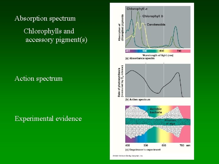 Absorption spectrum Chlorophylls and accessory pigment(s) Action spectrum Experimental evidence 