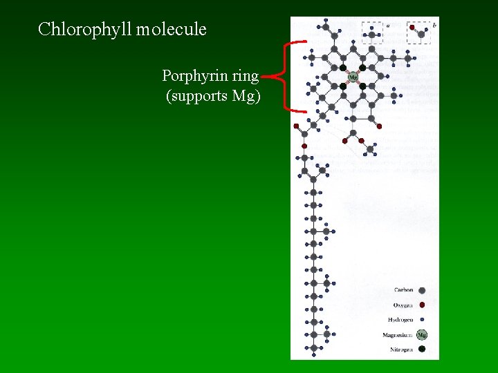 Chlorophyll molecule Porphyrin ring (supports Mg) 