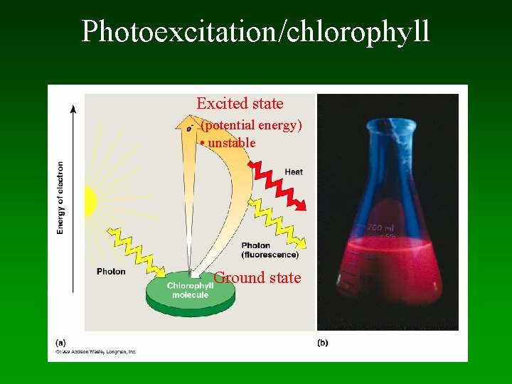Photoexcitation/chlorophyll Excited state (potential energy) • unstable Ground state 