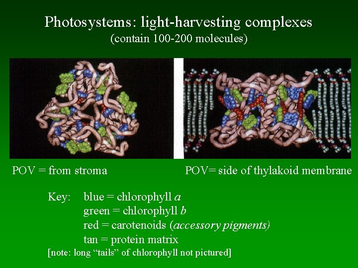 Photosystems: light-harvesting complexes (contain 100 -200 molecules) POV = from stroma Key: POV= side