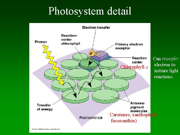 Photosystem detail Can transfer Chlorophyll a electron to initiate light reactions. Carotenes, xanthophyll, fucoxanthin)