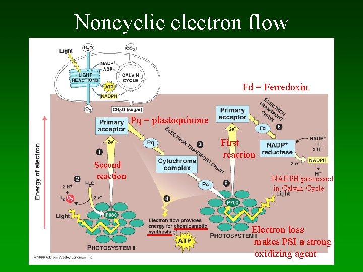 Noncyclic electron flow Fd = Ferredoxin Pq = plastoquinone Second reaction First reaction NADPH