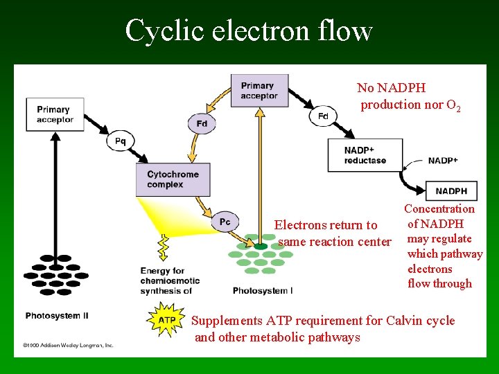 Cyclic electron flow No NADPH production nor O 2 Electrons return to same reaction