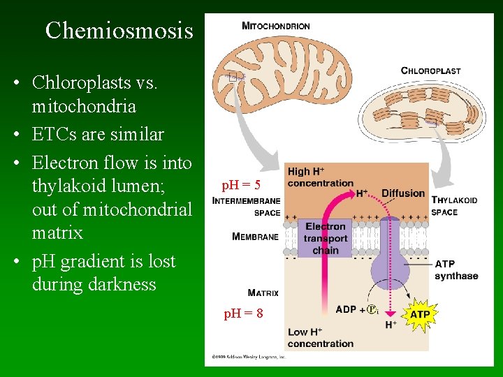 Chemiosmosis • Chloroplasts vs. mitochondria • ETCs are similar • Electron flow is into