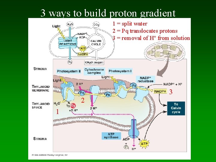 3 ways to build proton gradient 1 = split water 2 = Pq translocates