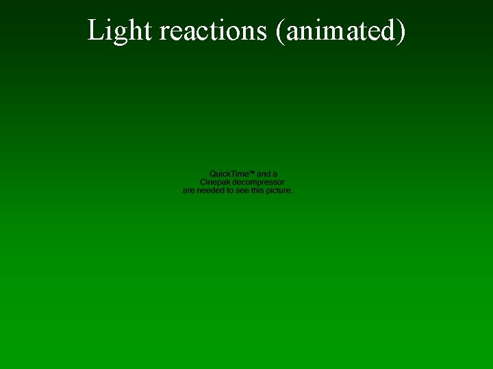 Light reactions (animated) 